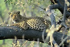 Limb: Botswana, Moremi Game Reserve, Adult Female