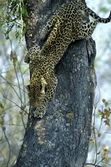 Mopane: Botswana, Moremi Game Reserve, Adult Female