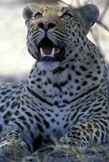 Khwai: Botswana, Moremi Game Reserve, Adult Male