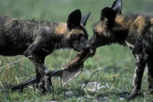 Chew: Botswana, Moremi Game Reserve, African Wild