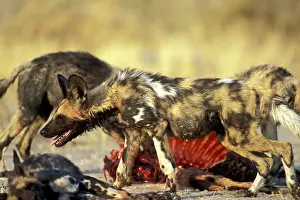Fittest: Botswana, Moremi Game Reserve, African Wild