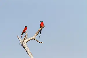Coraciiforme: Botswana, Moremi game reserve, carmine bee-eater