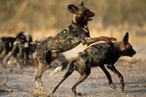 Fittest: Botswana, Moremi Game Reserve, Close-up