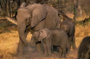 Xakanaxa: Botswana, Moremi Game Reserve, Elephant