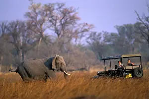 Traveller: Botswana, Moremi Game Reserve, Elephant