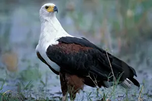 Khwai: Botswana, Moremi Game Reserve, Fish Eagle
