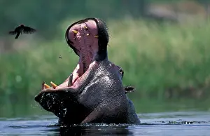 Khwai: Botswana, Moremi Game Reserve, Hippopotamus