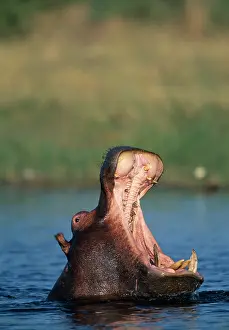 Khwai: Botswana, Moremi Game Reserve, Hippopotamus