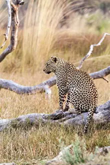 Moremi: Botswana, Moremi game reserve, leopard (Panthera