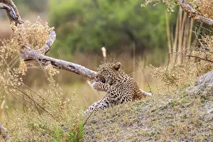 Cleanse: Botswana, Moremi game reserve, leopard (Panthera