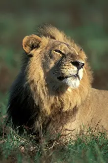Khwai: Botswana, Moremi Game Reserve, Male Lion