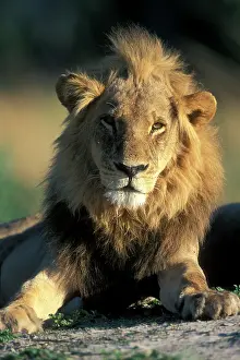 Khwai: Botswana, Moremi Game Reserve, Male Lion