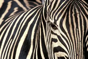 Khwai: Botswana, Moremi Game Reserve, Tight portrait