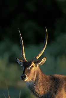 Waterbuck: Botswana, Moremi Game Reserve, Waterbuck