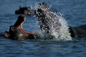 Wrestle: Botswana, Moremi Game Reserve, Young Hippopotami