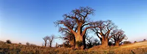 Warmth: Botswana, Nxai Pan National Park, Baines