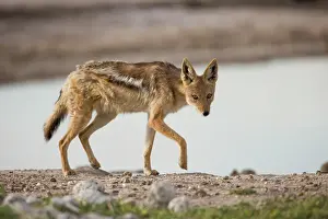 Nxai: Botswana, Nxai Pan National Park. Black