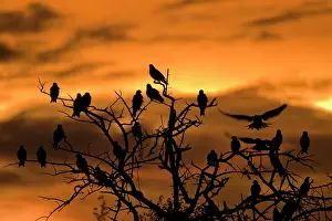 Nxai: Botswana, Nxai Pan National Park. Black
