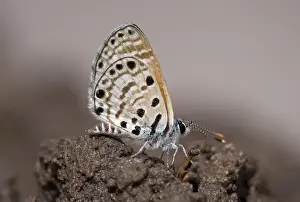 Nxai: Botswana, Nxai Pan National Park. Butterfly