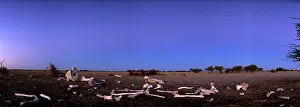 Scattered: Botswana, Nxai Pan National Park, Evening