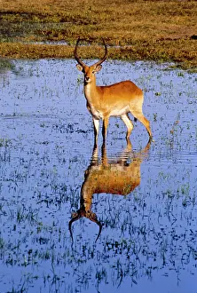 Lechwe: Botswana: Okavango Delta, Chief's Island