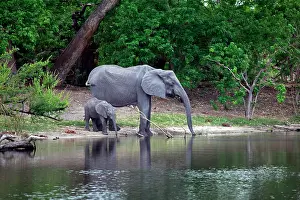 Savute: Botswana, Savute. Elephant and baby drinking
