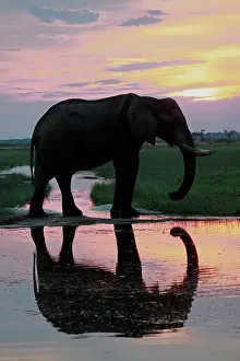 Savute: Botswana, Savute. Elephant reflection in