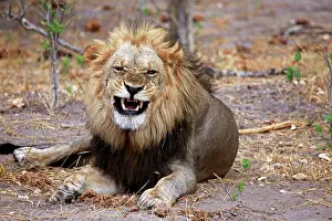 Snarling: Botswana, Savute. Lion snarling in Savute