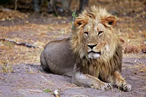 Savute: Botswana, Savute. Male lion of Savute in
