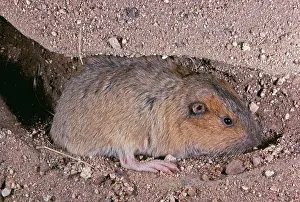 Gopher: BottaIs Pocket GOPHER- burrowing