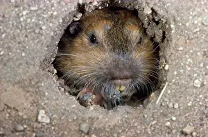 Gopher: BottaIs Pocket GOPHER- close-up of face