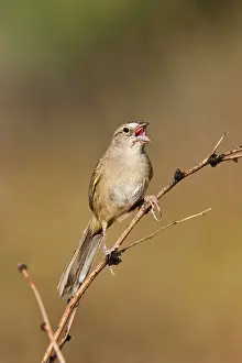 Aimophila: Botteri's Sparrow - singing on territory