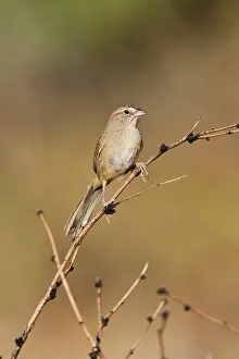 Aimophila: Botteri's Sparrow - on territory