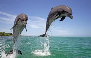 Truncatus: Bottle-nosed Dolphin (Tursiops truncatus), adults