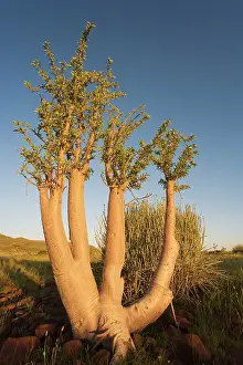 Pachypodium: Bottle Tree