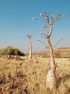 Pachypodium: Bottle Tree
