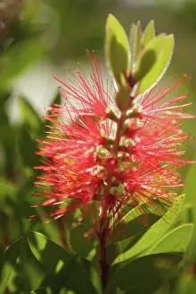 Crimson: Bottlebrush