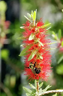 Bottlebrush: Bottlebrush