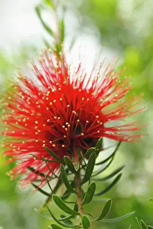 Crimson: Bottlebrush