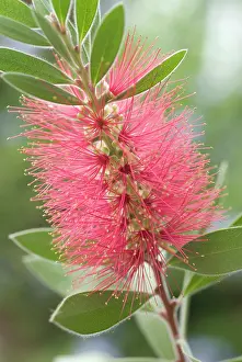 Intricate: Bottlebrush