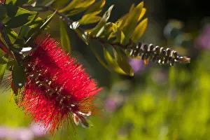 Bottlebrush: Bottlebrush, Callistemon, Close up detail of red