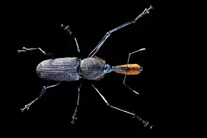 Coleoptere: Bottlebrush Weevil (Rhinostomus barbirostris) on