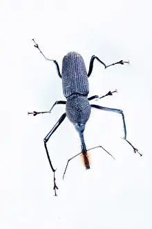 Coleoptere: Bottlebrush Weevil (Rhinostomus barbirostris) on