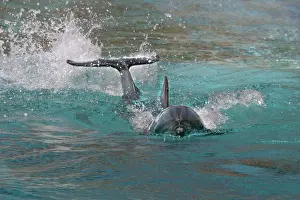 Aduncus: Bottlenose Dolphin