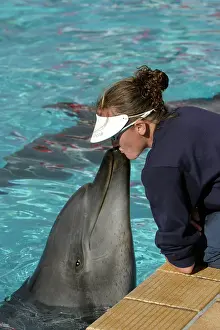 Aduncus: Bottlenose Dolphin