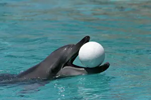 Aduncus: Bottlenose Dolphin