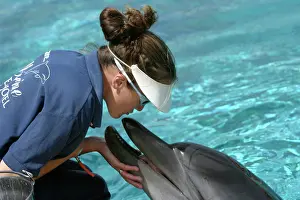 Aduncus: Bottlenose Dolphin