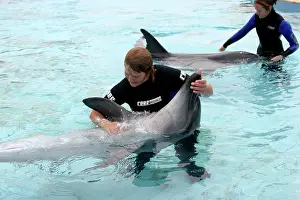 Aduncus: Bottlenose Dolphin