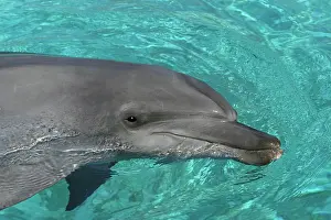 Aduncus: Bottlenose Dolphin