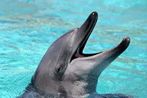 Aduncus: Bottlenose Dolphin